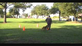 BullPen DTC - Shane Working Obedience