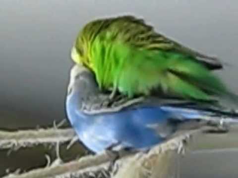 Familienplanung - Budgies Mating