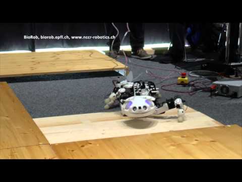 Pleurobot Review Video 3