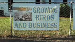 preview picture of video 'Pilgrim's Pride Reopening Poultry Plant Closed in 2009'