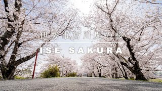 宮川堤　日本さくら名所100選