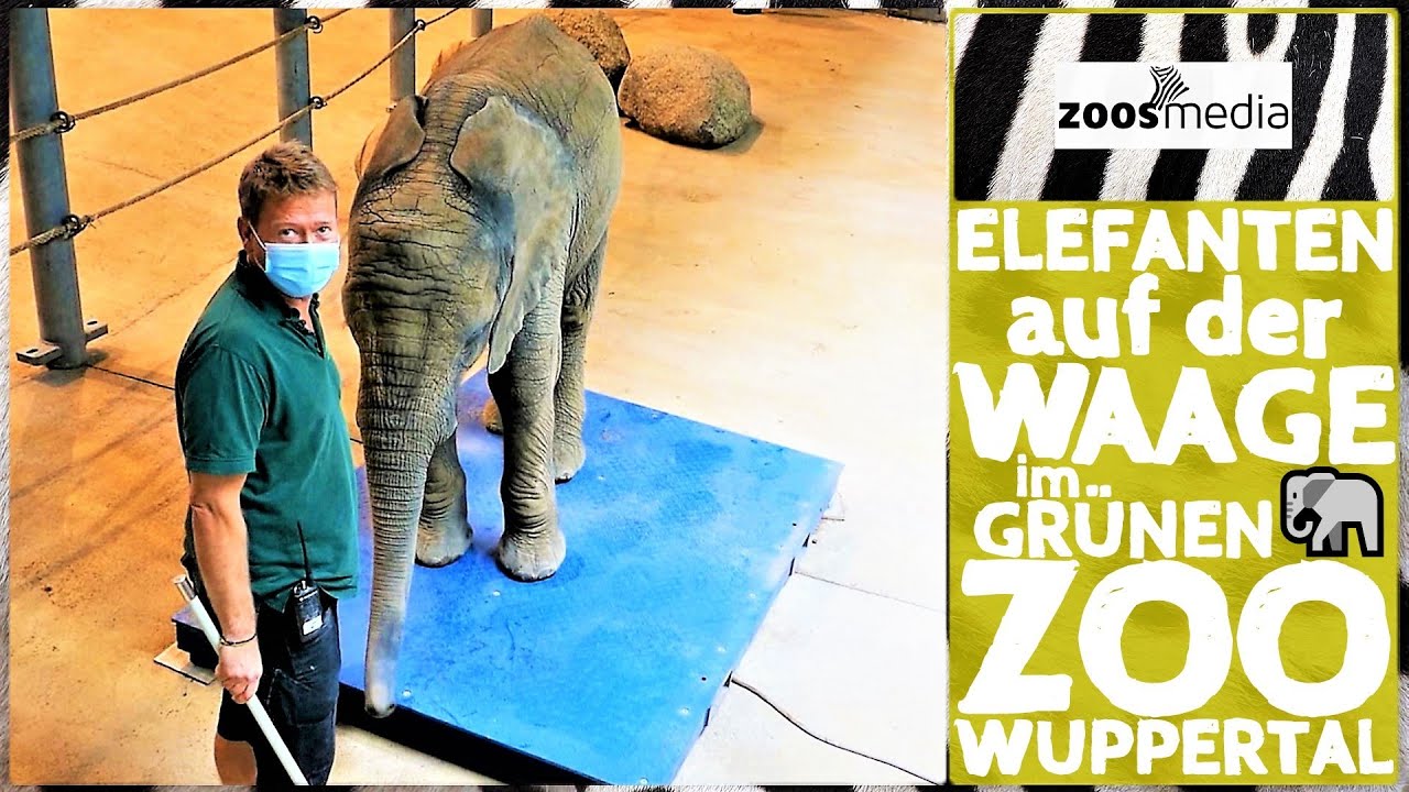 Film von Zoss.media: Elefanten auf der Waage