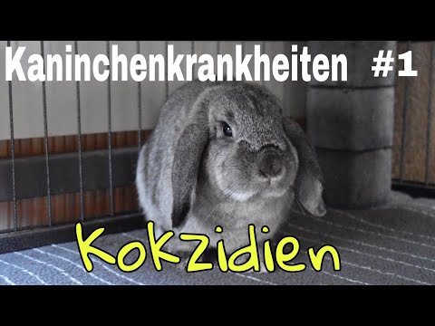 , title : 'Kaninchenkrankheiten #1 - Kokzidien | Stupsnasenbande'