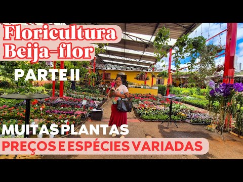 LOTS OF PLANTS 😱 | PART II OF THE TOUR OF THE BEIJA-FLOR FLORIST IN BH | PLANTS OF ALL PRICES