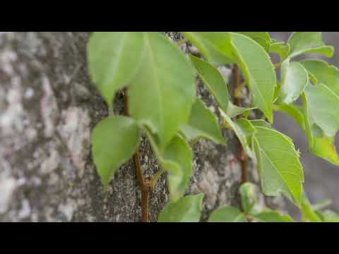 Parthenocissus quinquefolia -  Virginia Creeper