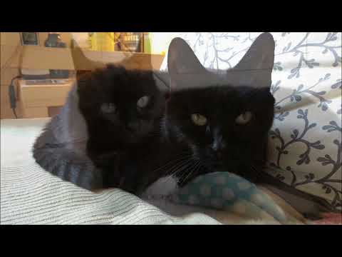 Jazz Noodle #1 (for Flick)