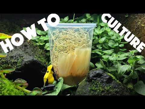 download lagu mp3 mp4 Fruit Flies For Sale Near Me, download lagu Fruit Flies For Sale Near Me gratis, unduh video klip Fruit Flies For Sale Near Me