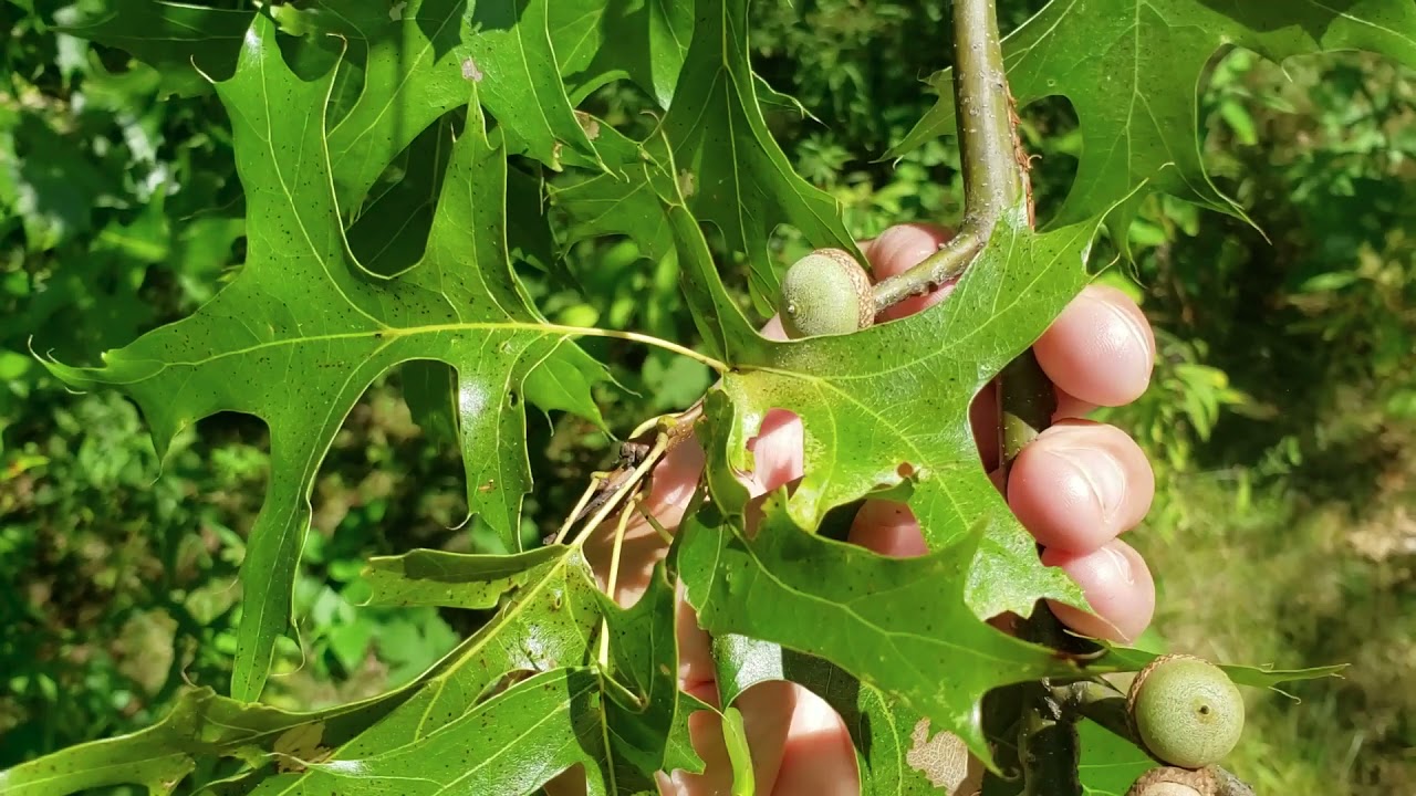 ID That Tree: Pin Oak