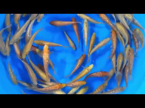 IKTB-005 Tosai Karashi Mix 13-15 cm (Sample)