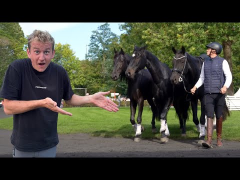 SHOW DAY at the STALLION PARADE in CELLE!