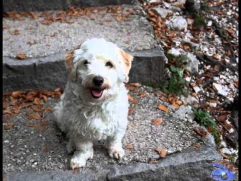 ☼*•. ¸.¸.•*Polepšaj Mi Ta Dan 🎼 Irena Vrčkovnik*•. ¸¸.•*💖*•. ¸.ƸӜƷ