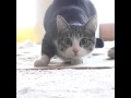 Wiggle Wiggle Wiggle