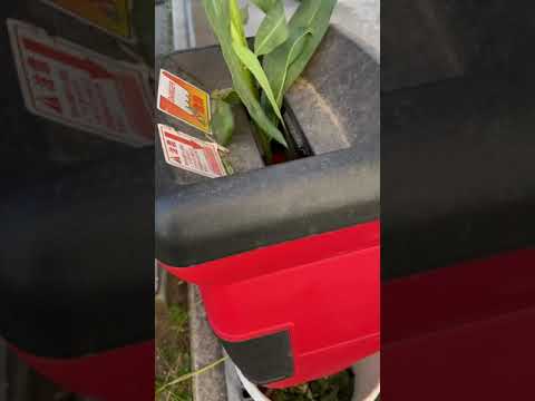 枝を細断してどうするか 良い実践方法 堆肥化 マルチング 食品の使用