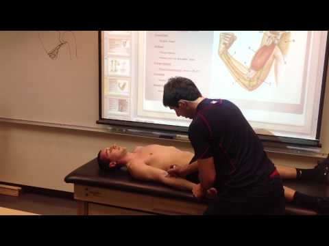 Biceps Brachii: Palpation, Manual Therapy & Stretch