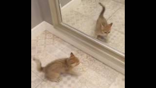 animale pisica super comica