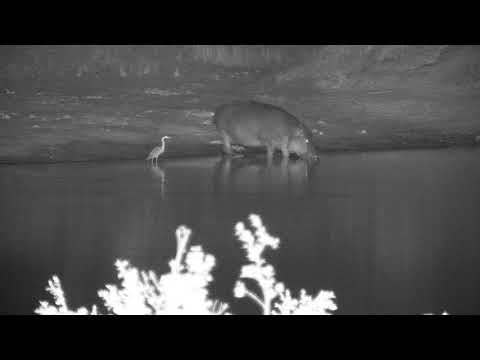 Djuma: Hippo returning - 22:10 - 09/06/20