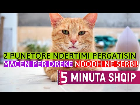 Ndodh edhe kjo në Serbi: Dy punëtorë ndërtimi macen e përgatisin për drekë