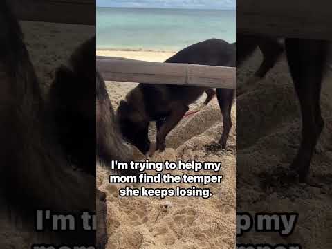 It seems l've lost my patience too😂🤣 #asgardmalinois  #ludwigmalinois  #lunathegsd