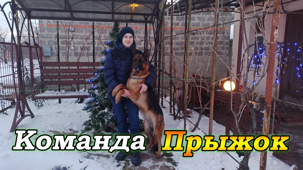 Как научить собаку команде "Прыжок" | Команда прыжок