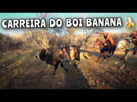 PEGA DE BOI NO MATO EM QUEIMADA NOVA-PI #romariofeitosa #pegadeboinomato 