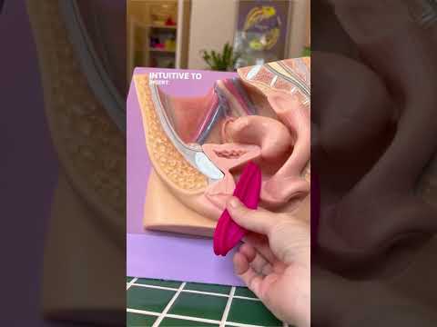 Menstrual Discs Quick Guide and Demo with Ziggy 2 #shorts