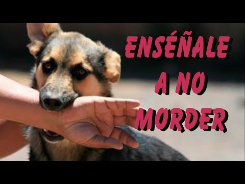 5 Tricks to Train Your Dog Not to Bite