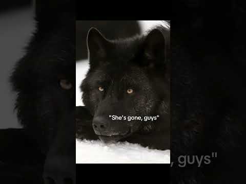 My entire past life death memory...🐺🔫(READ DESCRIPTION)#therian #therianthropy #pastlives