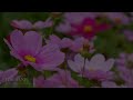 What A Wonder (Lyric Video) - Lenny LeBlanc