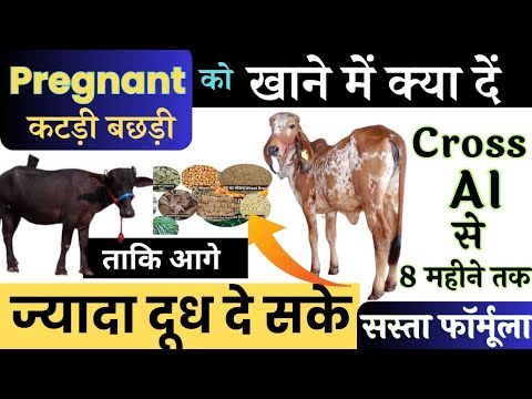ग्याभिन कटड़ी बछड़ी को यही खिलाएं 👉🏻 सस्ता संतुलित आहार ✌🏻 1st Timer गाभिन गाय भैंस को क्या खिलाना च