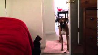 Cat won't let dog pass