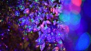 preview picture of video '나무에 불빛이 이렇게 아름다울 수 있을까! (트리스타)'