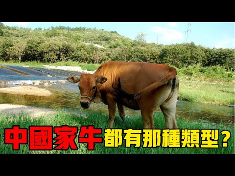大牛的家