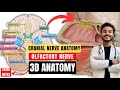 Cranial Nerve Anatomy Olfactory Nerve Anatomy First Cranial Anatomy Neuroanatomy