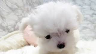 マルチーズの動画01