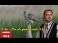 Artur Cucule Pasăre Mândră Official Video 2026