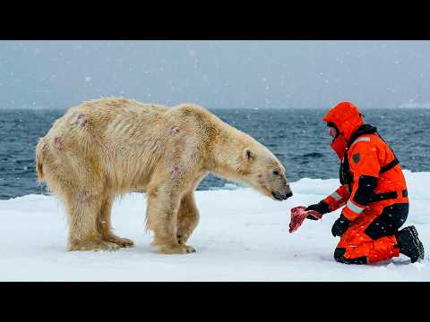 A man helps a dying polar bear. You won't believe what happened next!