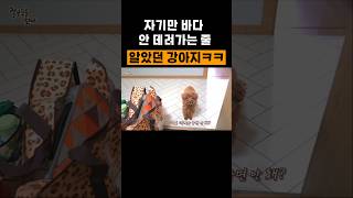 지만 안 델고 가는줄 알았던 강아지에게 같이 가자니까...ㅋㅋㅋㅋ