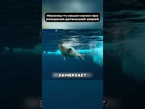 У него ровно двенадцать дней детства #роды #животные #рождение
