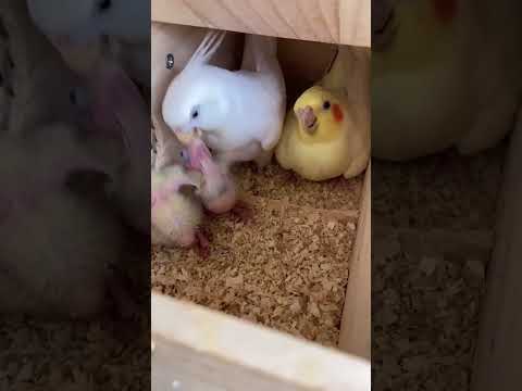 Cockatiel Parents Nourishing  Their  Desperate Hungry   Babies