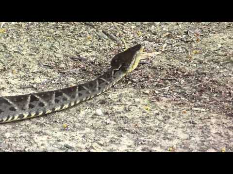 Bothrops asper Video 02 (Fer-de-lance or Common lancehead - Barba amarilla