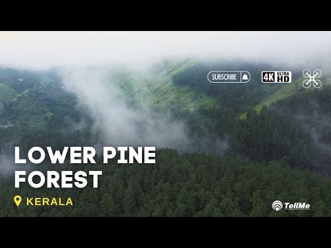 Explore the tranquility and Beauty of lower pine forest | Kerala