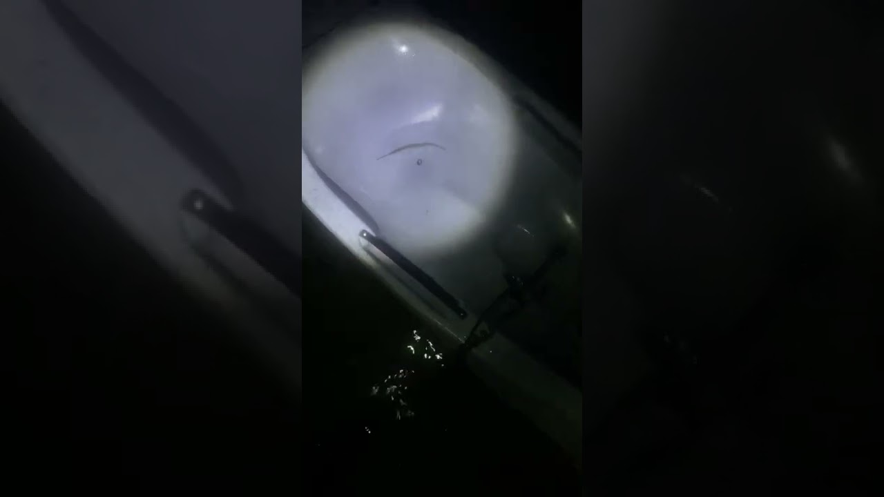 A cute fish jumped in my surfski while paddling at night!