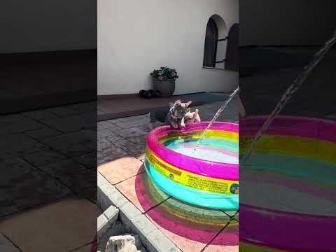 Video 3