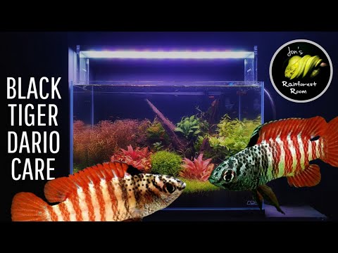 Black Tiger Dario Care & Aquarium Setup