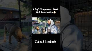 A dog’s temperament isn’t shaped by genetics alone. #ZuLandBoerboels #DogTalk #FarmDog #DogVibes