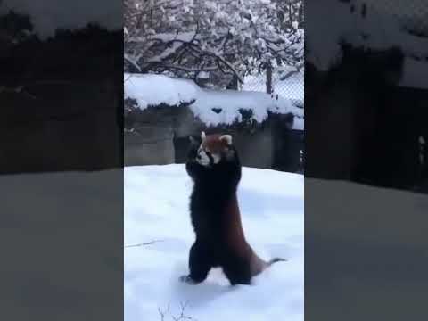 Adorable Red Pandas Enjoying Snow 😍
