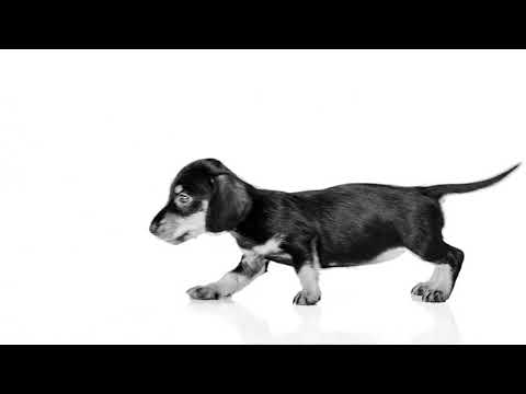 Royal Canin Dachshund Puppy Dry Dog Food Video Thumbnail