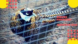 Королевский фазан Московский зоопарк Reeves pheasant Moscow Zoo
Подпишитесь на канал https://www.youtube.com/c/ziminvideo
Королевский фазан. Московский зоопарк.
Музыка - Александр Зимин.
Отряд: Курообразные. Семейство: Фазановые.