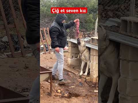 Çiğ et seven kız #dog #kangal #kangaldog #köpek