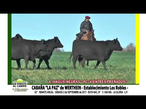 DE FRENTE AL CAMPO junto a CABAÑA "LA PAZ" de WERTHEIN - A.A.-PC-PREÑADAS-NEGRAS-